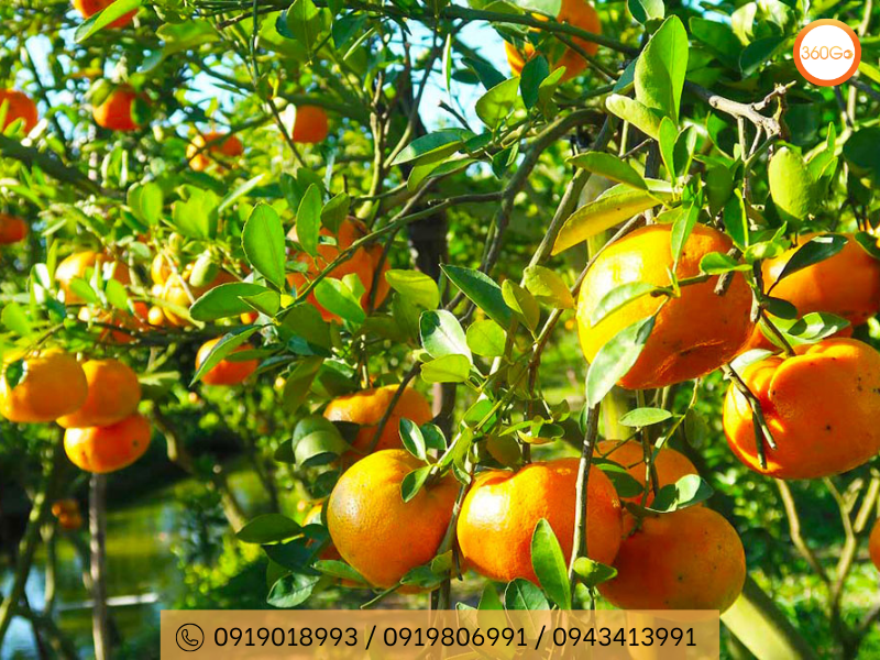 Quýt hồng có màu vàng cam hoặc vàng hồng rực rỡ - Du lịch 360Go 